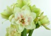 hippeastrum Nymph (1)
